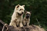 CAIRN TERRIER 379